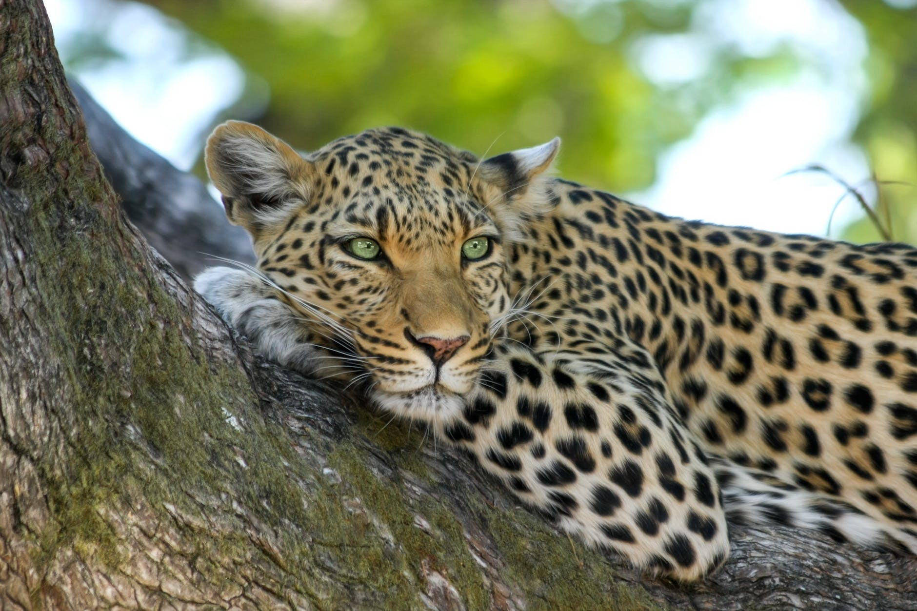 Spots in Crisis: The Endangered&nbsp;Leopards
