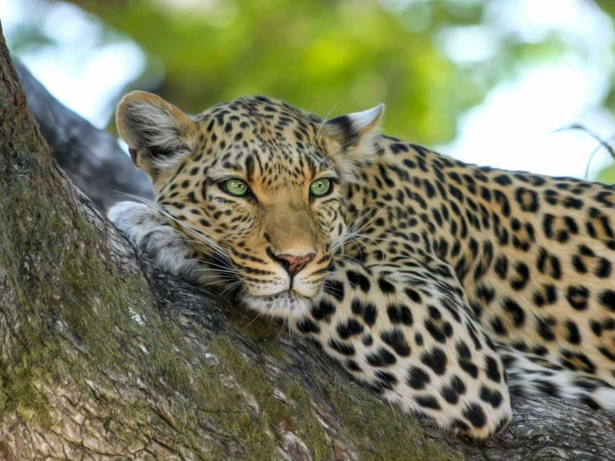 Spots in Crisis: The Endangered&nbsp;Leopards