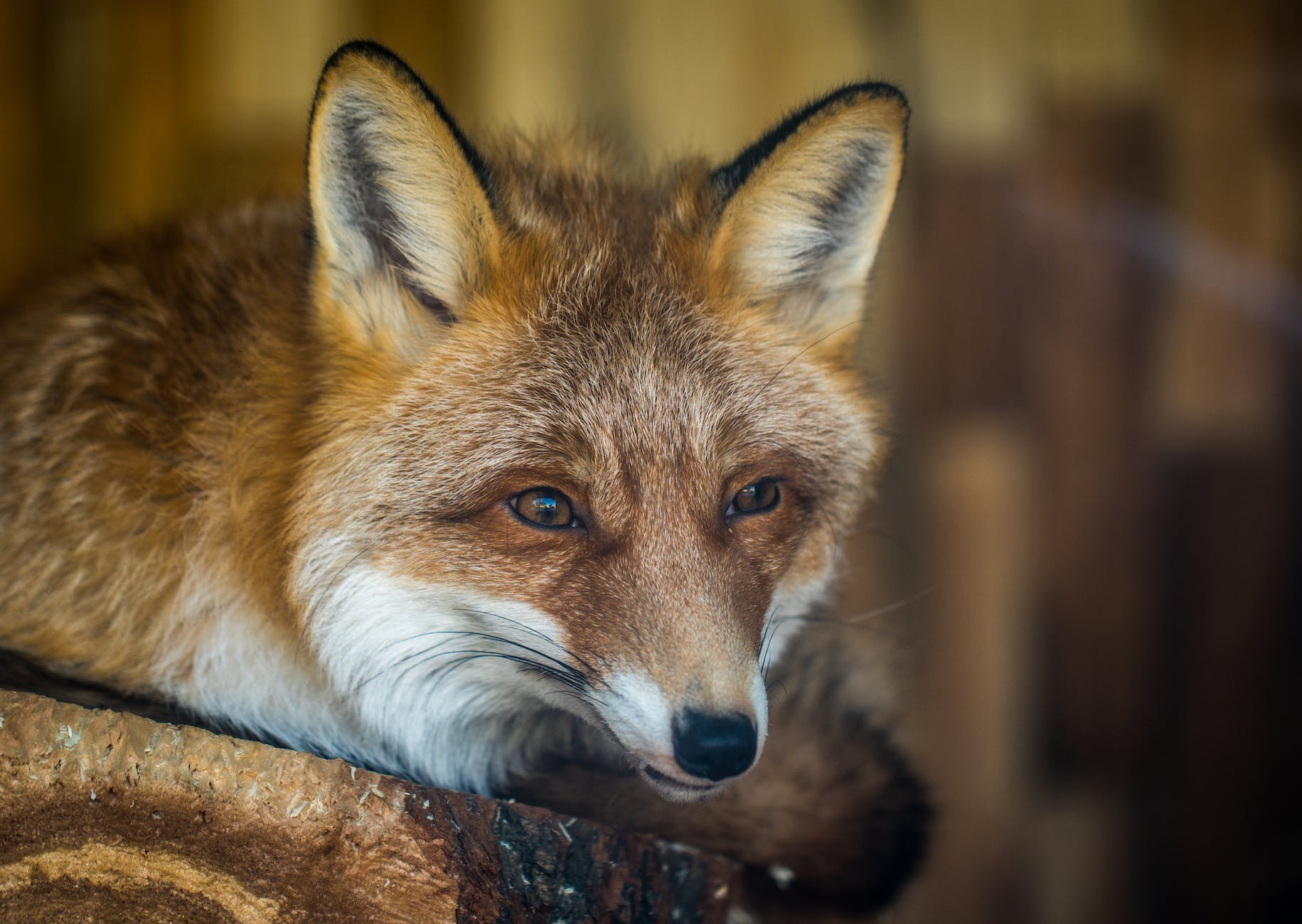 An Odd Story of Survival: The Sierra Nevada Red Fox