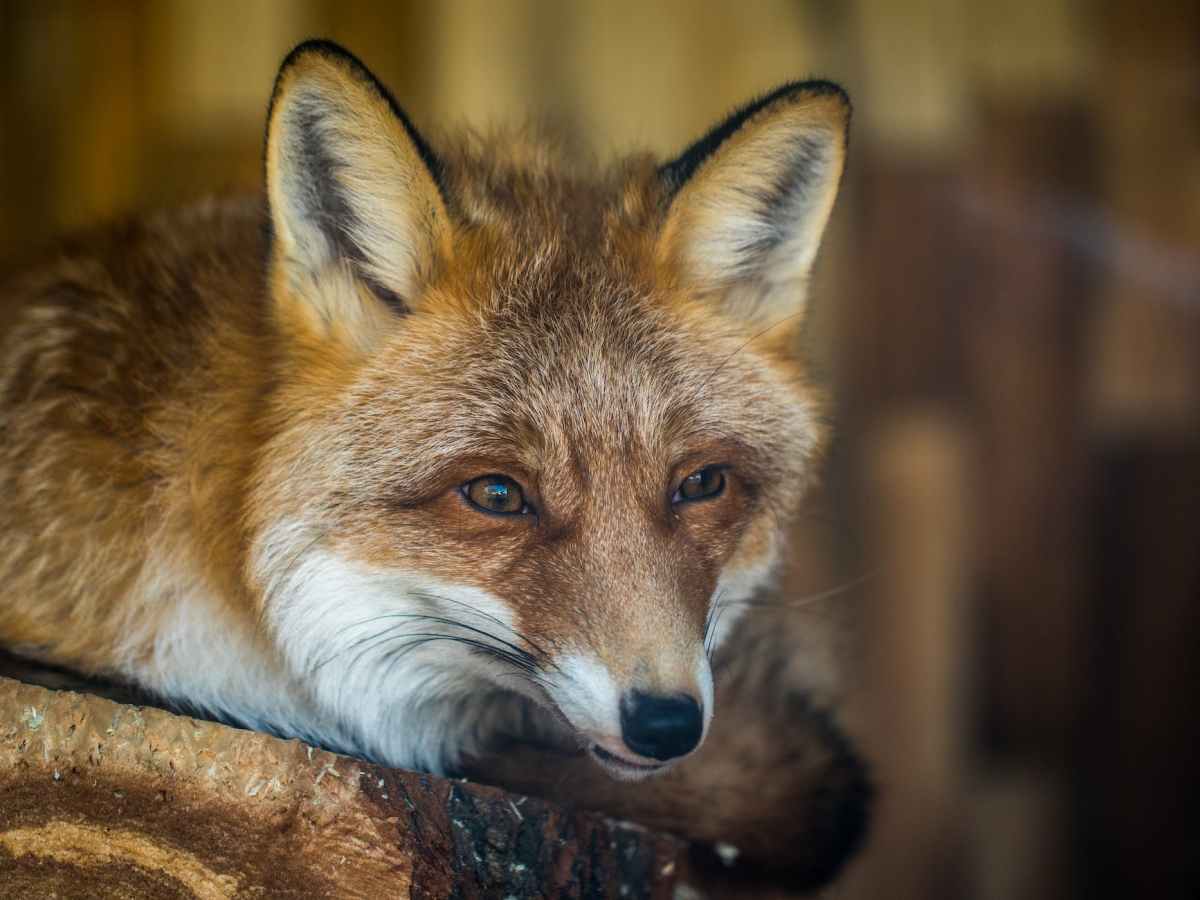 An Odd Story of Survival: The Sierra Nevada Red&nbsp;Fox