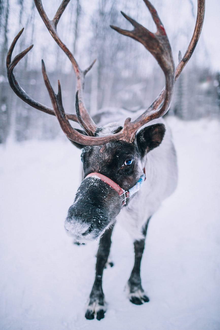 Beyond the Sleigh: The Unique Reindeer of the&nbsp;Arctic