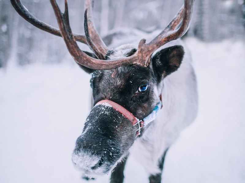 Beyond the Sleigh: The Unique Reindeer of the&nbsp;Arctic