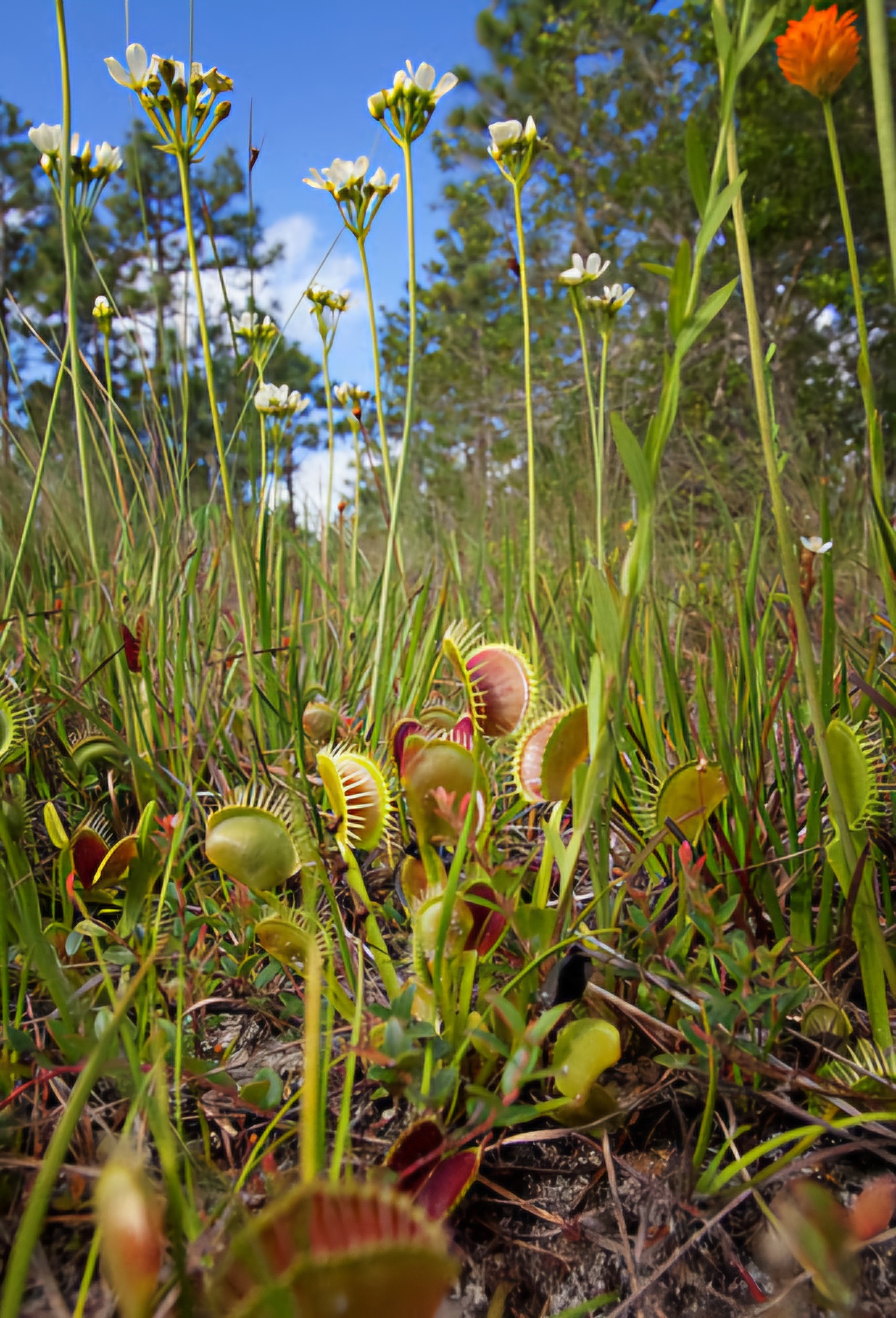 Snap to Survive: The Carnivorous Venus&nbsp;Flytrap