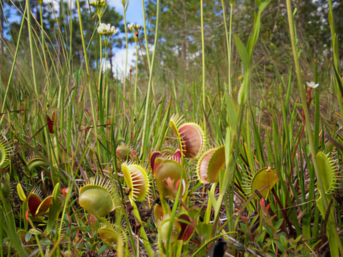 Snap to Survive: The Carnivorous Venus&nbsp;Flytrap