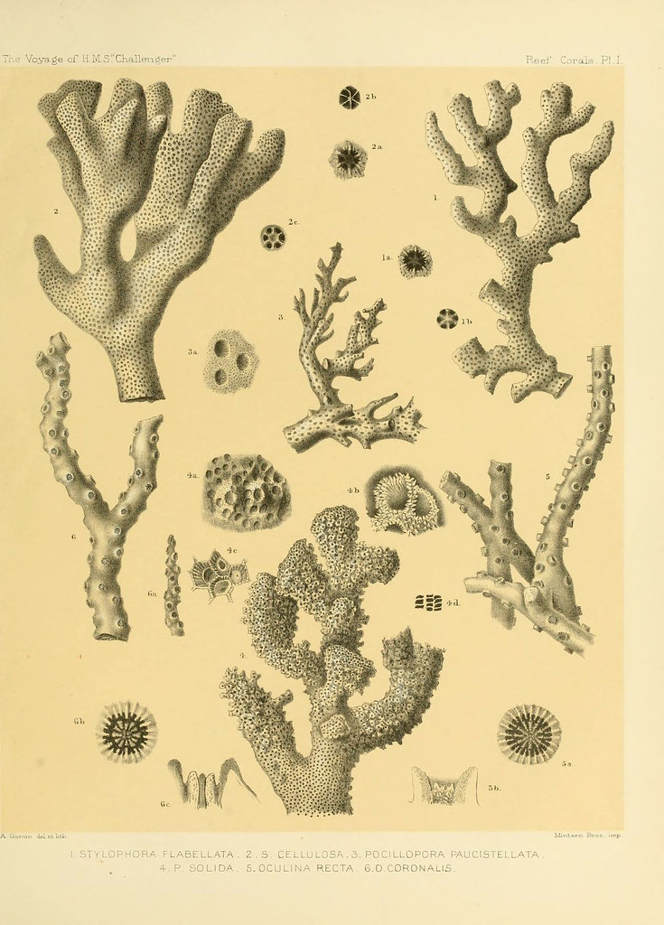 When The Reef Turns&nbsp;White